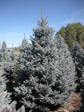 Colorado Spruce